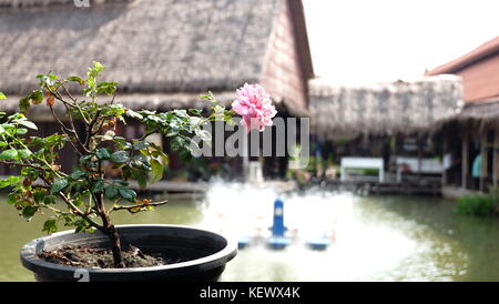 Eine einsame Rose in einer einsamen Topf steht in der Mitte der Brücke, schwimmenden Markt, Ayuthaya, Thailand Stockfoto