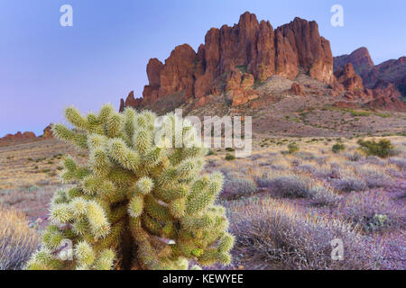 Cholla Cactus in den Superstition Wilderness Arizona Stockfoto