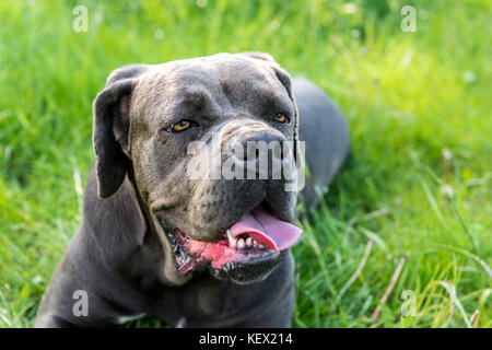 Cane Corso, die italienische Dogge Hund Stockfoto