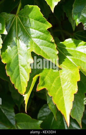 Ivy/Weinblätter Stockfoto