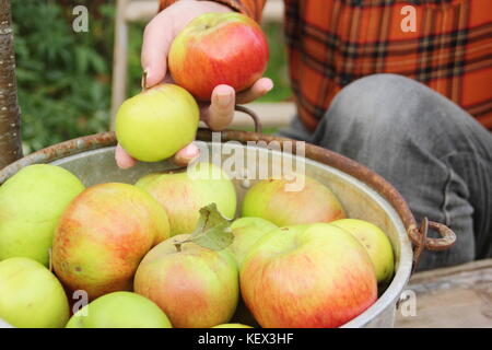 Bramley Äpfel (Malus Domestica Bramley's Seedling) sind von einem Baum in einem Englischen Garten, der von einem männlichen Gärtner im Herbst (Oktober) Stockfoto