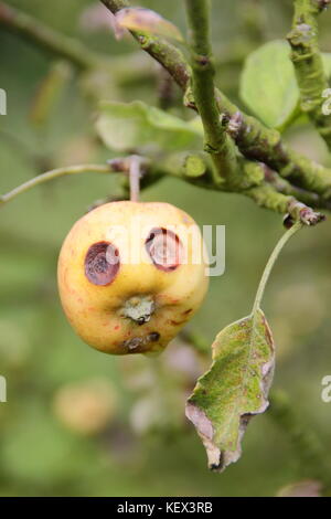 Eine süße kleine Apfel auf einem Baum in einem englischen Orchard erscheint ein lustiges Gesicht zu haben, mit großen Augen, die durch Obst Schorf, eine Pilzkrankheit von Obstbäumen Stockfoto