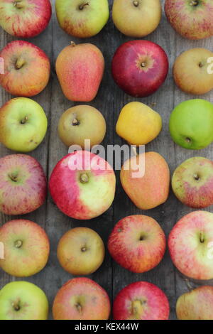 Frisch geerntete Englisch Äpfel (Malus Domestica) einschließlich neuer und Erbe Sorten Pitmaston Ananas, Adam's Pearmain und Worcester Pearmain UK Stockfoto