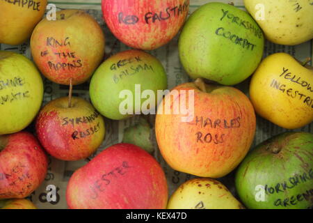 Englisch Apfelsorten (Malus Domestica) einschließlich der stattliche Classic, Charles Ross und seltene sykehouse Rotbraun, bei Apple Tag Feier angezeigt Stockfoto