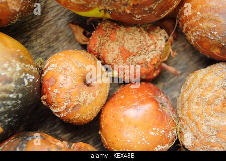 Kranke Äpfel (Malus Domestica) mit Braunfäule (monilinia Laxa/monilinia fructigena) entfernt Pilze verbreiten zu entmutigen, Großbritannien Stockfoto