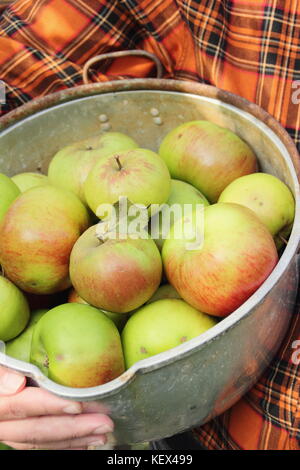 Bramley Äpfel (Malus Domestica Bramley's Seedling) von einem Baum in einem Englischen Garten geerntet im kochtopf von einem Gärtner im Herbst gezeigt, Großbritannien Stockfoto