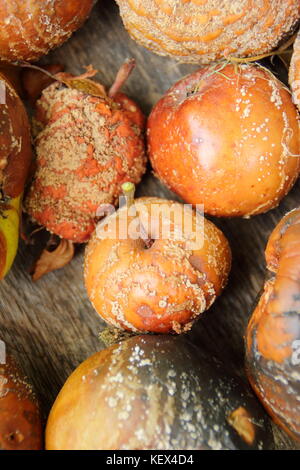 Kranke Äpfel (Malus Domestica) mit Braunfäule (monilinia Laxa/monilinia fructigena) entfernt Pilze verbreiten zu entmutigen, Großbritannien Stockfoto