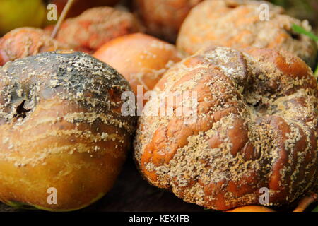 Kranke Äpfel (Malus Domestica) mit Braunfäule (monilinia Laxa/monilinia fructagena) entfernt Pilze verbreiten zu entmutigen, Großbritannien Stockfoto