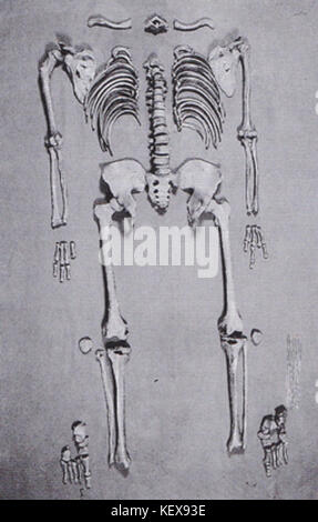 Der Aschbroeken-Mann bezieht sich auf ein prähistorisches menschliches Skelett, das in der Region Aschbroeken entdeckt wurde und Einblicke in die frühe menschliche Präsenz in Europa bietet. Der Fund ist für die Erforschung der menschlichen Evolution und der alten Populationen von Bedeutung. Stockfoto