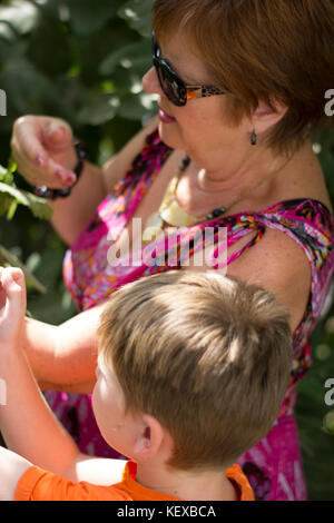 Kommissionierung Feigen in Spanien Stockfoto