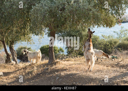 Ziege stehend auf den Hinterbeinen bis auf den unteren Ästen eines Olivenbaums, Thassos, Griechenland, griechische Insel, September, Stockfoto