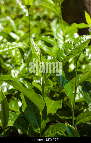 Makro Tea Leaf. coonor, Nilgiri, Indien Tamil Nadu Plantage Stockfoto