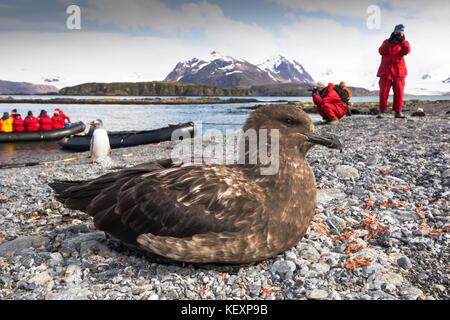 Ein Brown Skua, Stercorarius Antarcticus am Strand auf Prion Island, Südgeorgien, südliche Ozean. Stockfoto