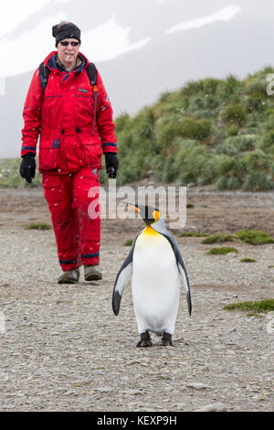 Königspinguine auf Salisbury Plain, Südgeorgien, mit Passagieren von einer Expedition Kreuzfahrt. Stockfoto