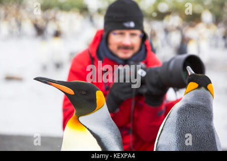 Königspinguine in Gold Harbour, Südgeorgien, mit Passagieren von einer Expedition Kreuzfahrt. Stockfoto