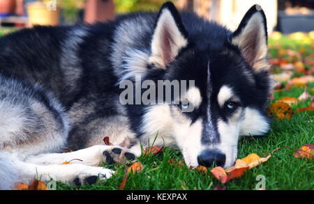 Siberian husky mit wunderschönen blauen Augen, auf einer Wiese im Herbst, starrte in die Kamera Stockfoto