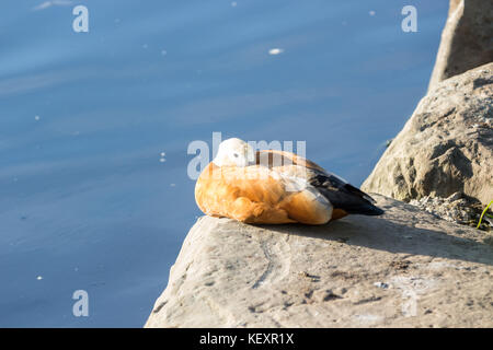 Ruddy Brandgans, wie die brahminy Ente bekannt ist, liegt in einem Park. Stockfoto