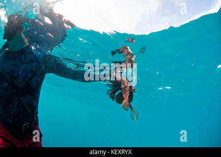 Ein Mann behandelt eine aufgespießt Feuerfische offshore von Belize. Die Feuerfische ist eine invasive Arten, ist die Ökologie der Korallenriffe in der Karibik zu verletzen. Stockfoto