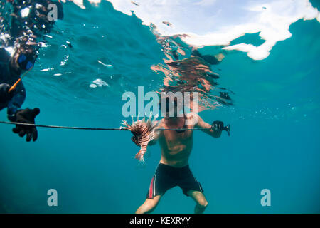 Ein Mann behandelt eine aufgespießt Feuerfische offshore von Belize. Die Feuerfische ist eine invasive Arten, ist die Ökologie der Korallenriffe in der Karibik zu verletzen. Stacheln der Fische sind giftig, so dass Taucher die Stacheln abschneiden, um Verletzungen zu vermeiden. Stockfoto