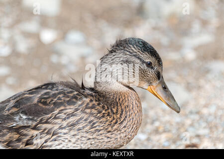 Juvenile Stockente am Muckross House Stockfoto