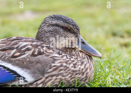 Juvenile Stockente am Muckross House Stockfoto