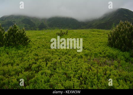 Fängt der glückliche Kinder leben, wilde Natur und etwas Kompositionsstil, was neben lag. Stockfoto