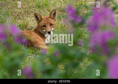 Ein roter Fuchs nach ruht in Gras von fireweed Wildblumen an der mcneil River State Game Sanctuary eingerahmt auf der Kenai Halbinsel, Alaska. der Remote Site zugegriffen wird nur mit einer besonderen Genehmigung und ist der weltweit größte saisonale Population von Braunbären in ihrer natürlichen Umgebung. Stockfoto