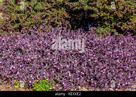 Ein Blumenbeet voller Purple Heart Pflanzen und Blumen, Tradescantia Githago, in Oklahoma City, Oklahoma, USA. Stockfoto