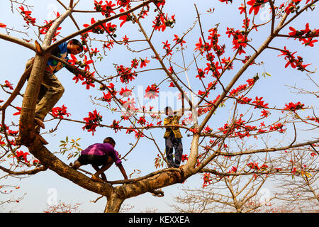 Ländliche Jungs klettern silk Cotton Tree an laurer garh Dorf am Ufer des Flusses in tahirpur jadukata sunamganj upajila der Bezirk. Bangladesch Stockfoto