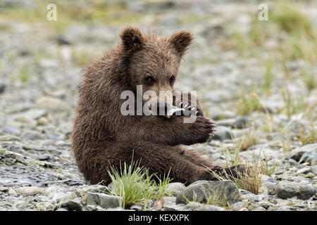 Ein Braunbär spring Cub isst ein Stück Lachs, während am Strand am mcneil River State Game Sanctuary sitzen auf der Kenai Halbinsel, Alaska. der Remote Site zugegriffen wird nur mit einer besonderen Genehmigung und ist der weltweit größte saisonale Population von Braunbären in ihrer natürlichen Umgebung. Stockfoto