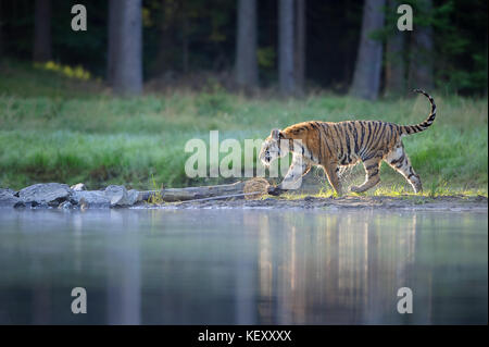 Sibirische Tiger zu Fuß in der Nähe von Lake in der Nähe von Wald Stockfoto