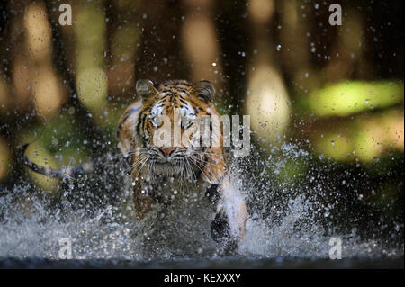 Sibirische Tiger Jagd in den Fluss von closeup Vorderansicht Stockfoto