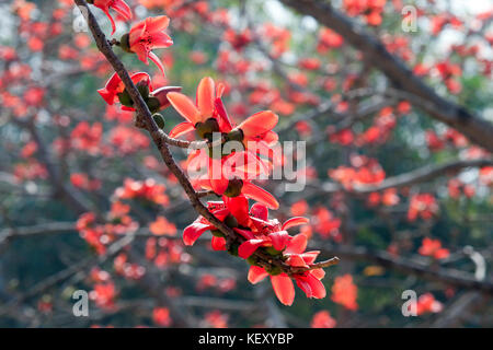 Nahaufnahme aus Seide, Baumwolle, Blumen. tahirpur sunamganj, Bangladesch Stockfoto