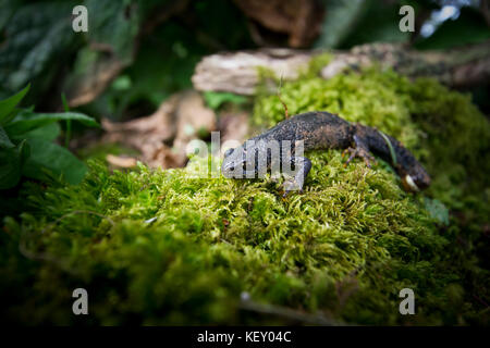 Eine große Crested Newt in terrestrischen Lebensraum in der Nähe eines Zuchtbeckens. England, UK. Stockfoto