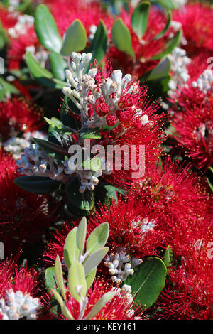 Gemeinsame rote bottlebrush Stockfoto