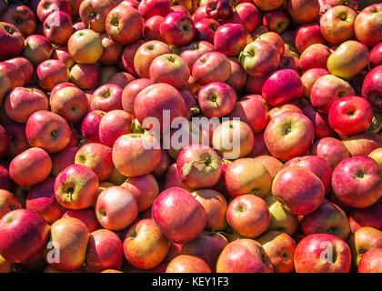 Aus der Nähe zu sehen. viele rote Äpfel Stockfoto