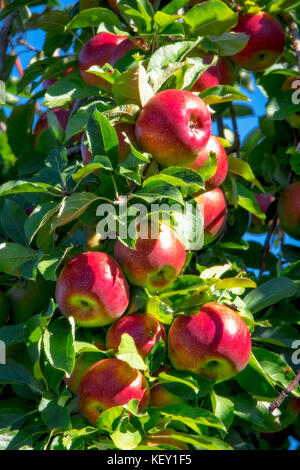 Nahaufnahme von roten Äpfel auf einem Baum Stockfoto