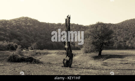 Ein Baum von einem Blitz getroffen Stockfoto