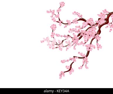 Sakura. Eine gekrümmte tree Cherry branchs mit zarten Blüten und Knospen. ohne Raster und Gradient isoliert. illustratio Stock Vektor