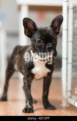 Der eine französische Bulldogge Welpen im Alter von 4 Monaten Stockfoto