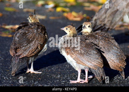 Indische Pfau (Pavo cristatus) Vögel Küken Stockfoto