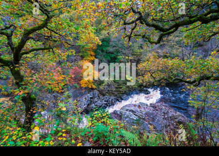 Spektakuläre Herbstfarben in natürlichen Wäldern am Ufer des Flusses Garry am historischen Pass von Killiecrankie bei Soldier's Leap in der Nähe von Pitlochry. Stockfoto