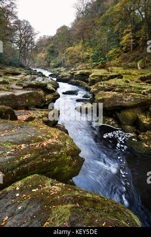 Herbst, die Strid (River Wharfe), Bolton Abbey, Wharfedale, North Yorkshire Stockfoto