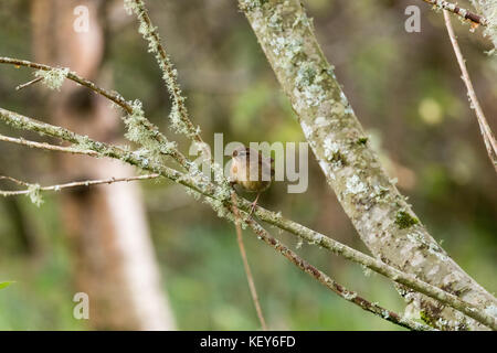 Wren thront auf einem Ast Stockfoto