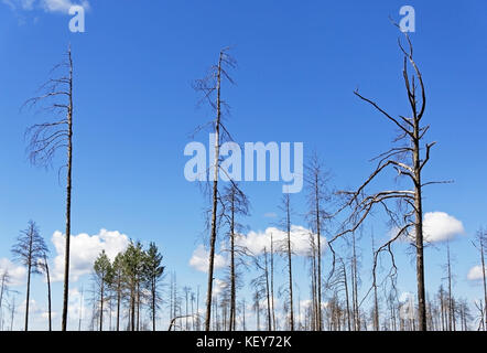 Lonely Stämme der alten trockene Nadelbäume gegen den blauen Himmel als Hintergrund Stockfoto