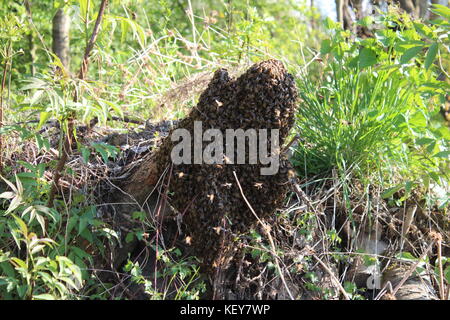 Bienenschwarm Stockfoto