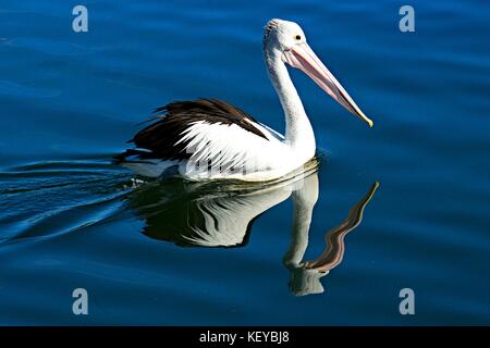 Herrliche schwarze und weisse Australier Pelikan Vogel, pelecanus conspicillatus, Baden in der Blauen Salzwasser auf den Hafen von Sydney. Stockfoto