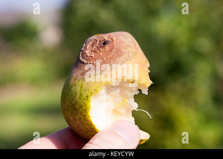 Gebissen reife Birne Stockfoto