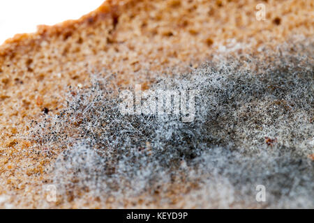 Verschimmelte Schwarzbrot Stockfoto