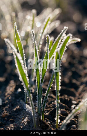 Green Grass close-up Stockfoto